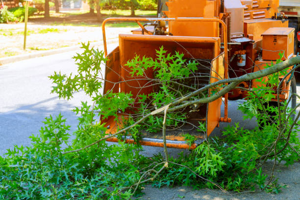 Best Lawn Seeding  in Tornillo, TX