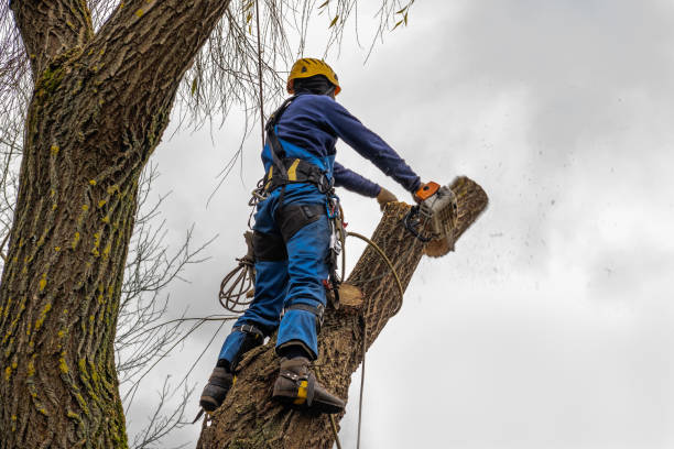 How Our Tree Care Process Works  in  Tornillo, TX
