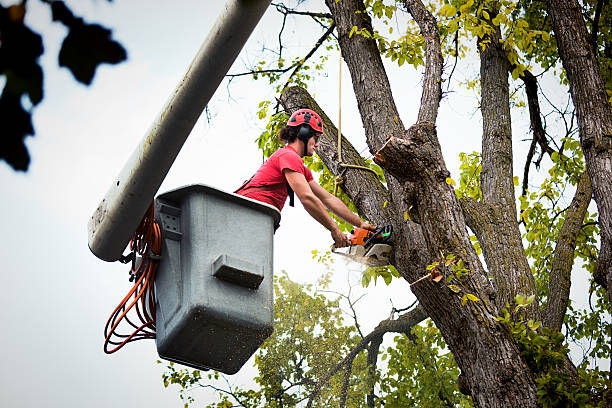 How Our Tree Care Process Works  in  Tornillo, TX