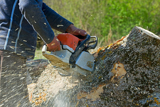 Best Leaf Removal  in Tornillo, TX