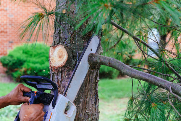 Best Organic Lawn Care Solutions  in Tornillo, TX